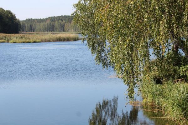 khatka-s-panenkovym-slivets-503675933-F506-99E0-1C57-90C9D2859647.jpg